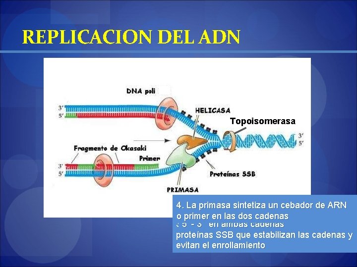 REPLICACION DEL ADN Topoisomerasa 2. separan polimerasa las es 2 alfa cadenas yundelta por