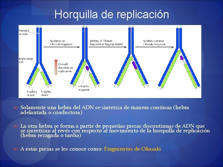 Horquilla de replicación Solamente una hebra del ADN se sintetiza de manera contínua (hebra