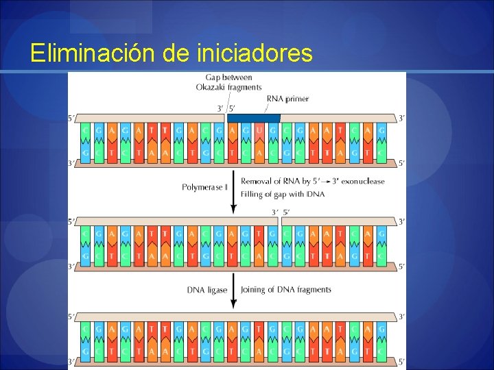 Eliminación de iniciadores 