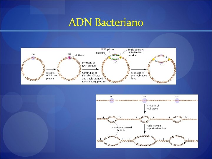 ADN Bacteriano 