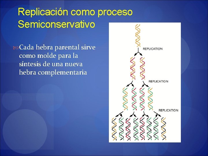 Replicación como proceso Semiconservativo Cada hebra parental sirve como molde para la síntesis de