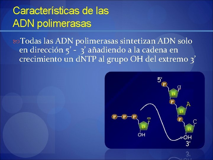 Características de las ADN polimerasas Todas las ADN polimerasas sintetizan ADN solo en dirección