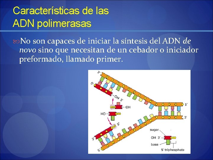 Características de las ADN polimerasas No son capaces de iniciar la síntesis del ADN