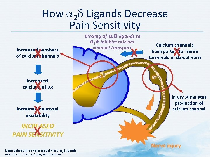 How a 2 d Ligands Decrease Pain Sensitivity X Increased numbers of calcium channels