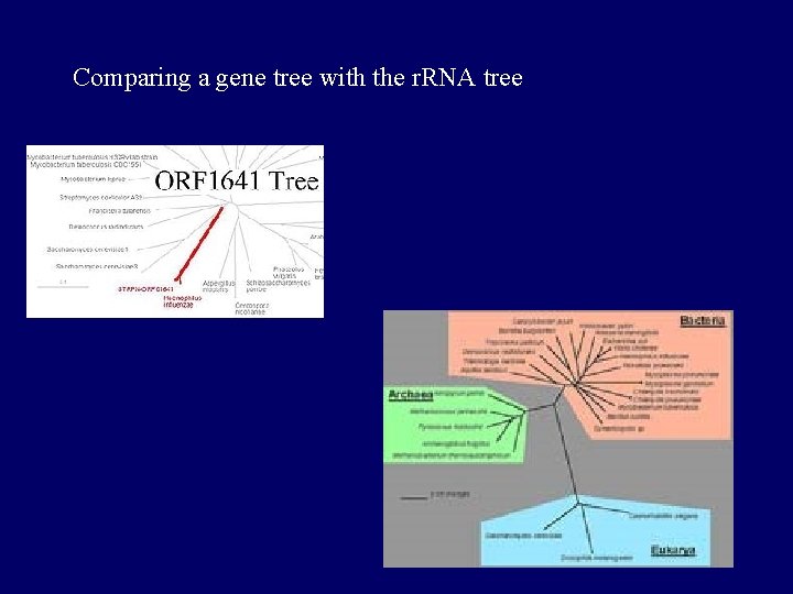 Comparing a gene tree with the r. RNA tree 