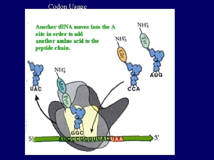 Codon Usage 