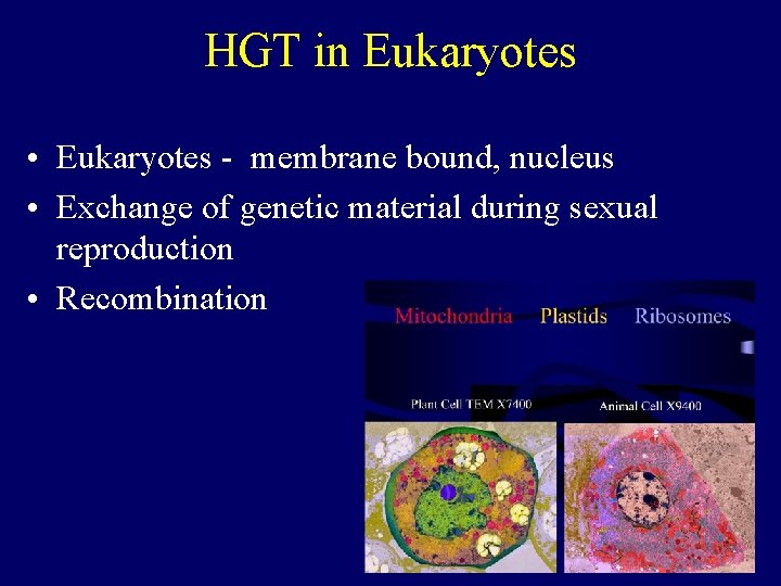 HGT in Eukaryotes • Eukaryotes - membrane bound, nucleus • Exchange of genetic material