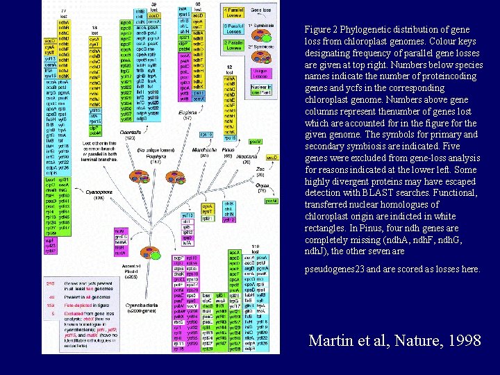 Figure 2 Phylogenetic distribution of gene loss from chloroplast genomes. Colour keys designating frequency