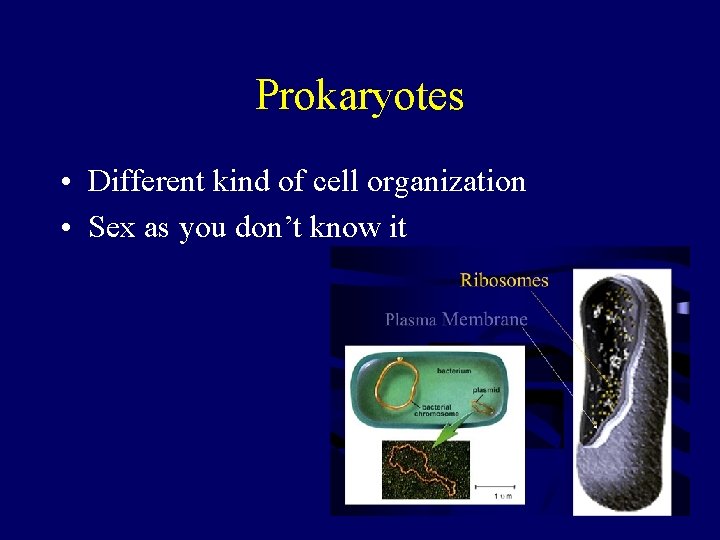 Prokaryotes • Different kind of cell organization • Sex as you don’t know it