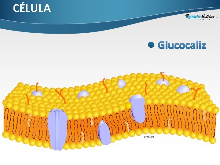 CÉLULA 