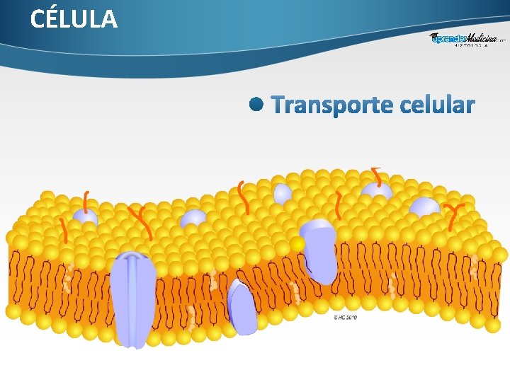 CÉLULA 