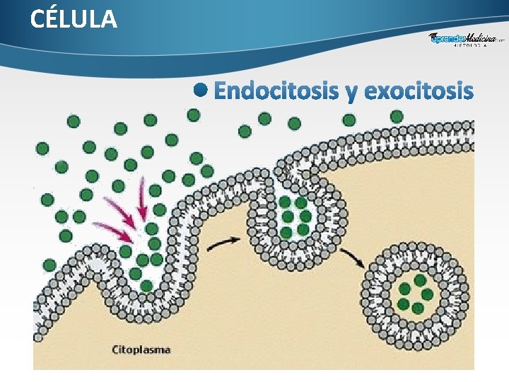 CÉLULA 