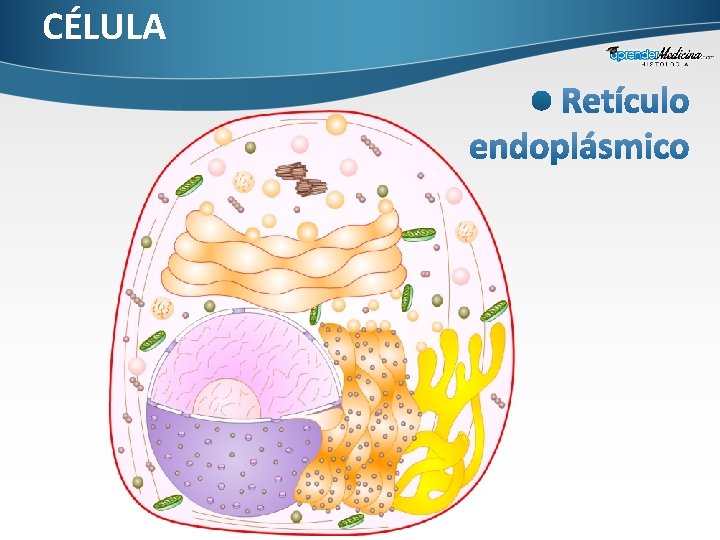 CÉLULA 