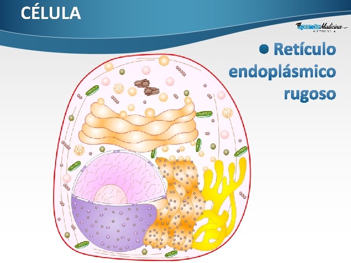 CÉLULA 