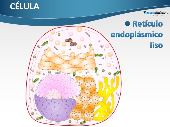 CÉLULA 