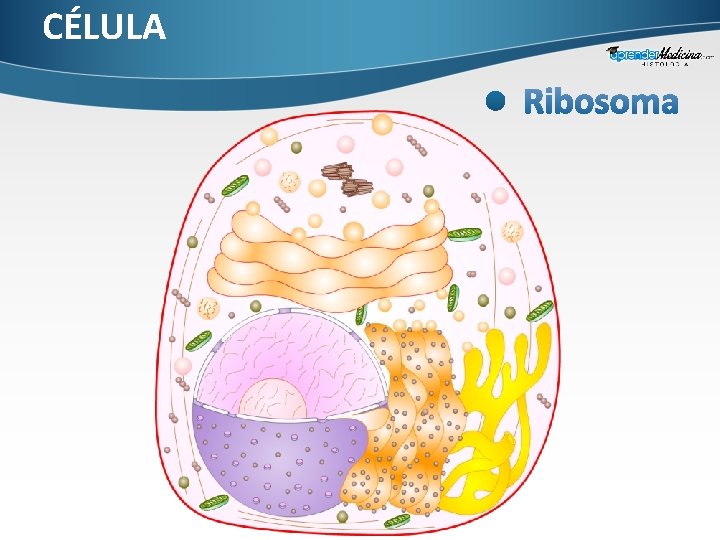 CÉLULA 