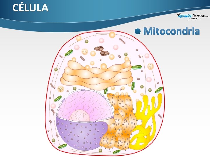 CÉLULA 