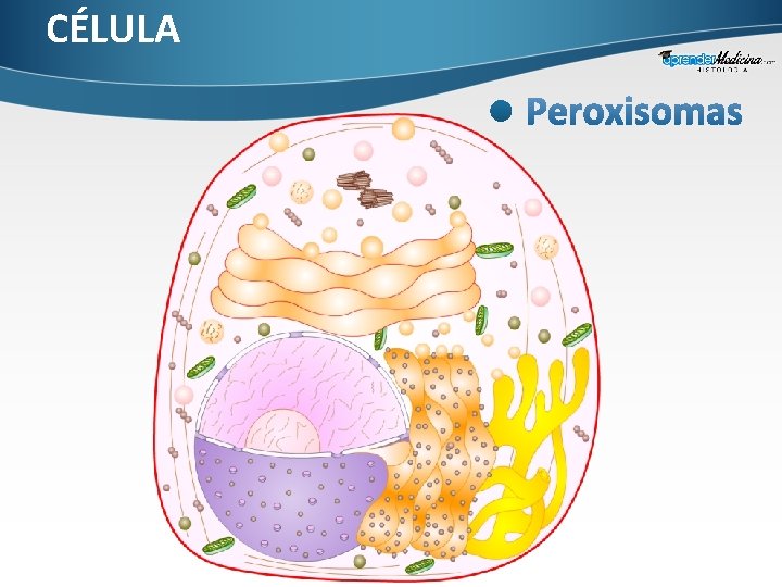 CÉLULA 