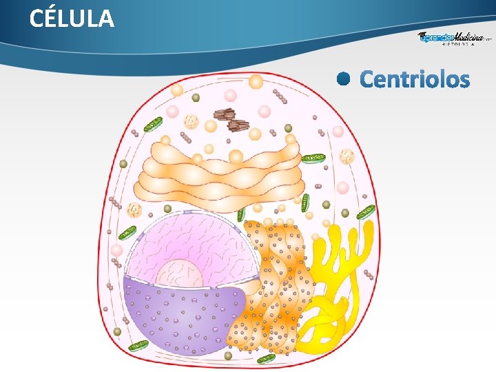 CÉLULA 