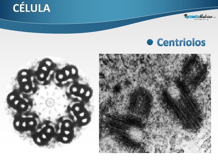CÉLULA 