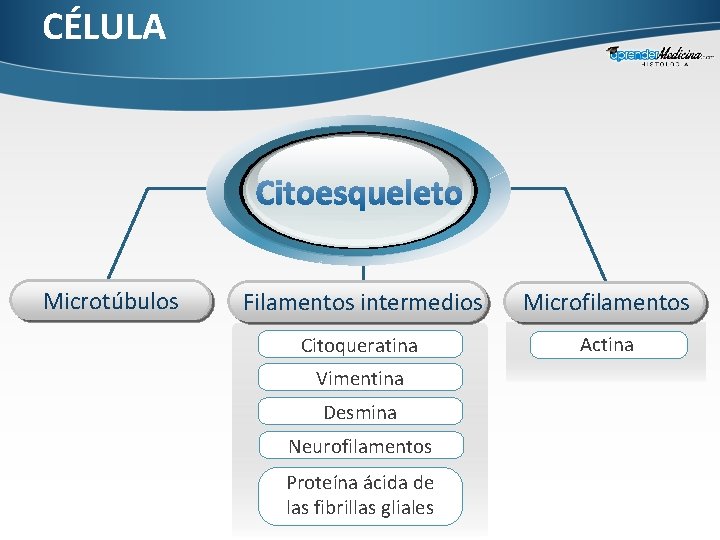 CÉLULA Microtúbulos Filamentos intermedios Microfilamentos Citoqueratina Actina Vimentina Desmina Neurofilamentos Proteína ácida de las