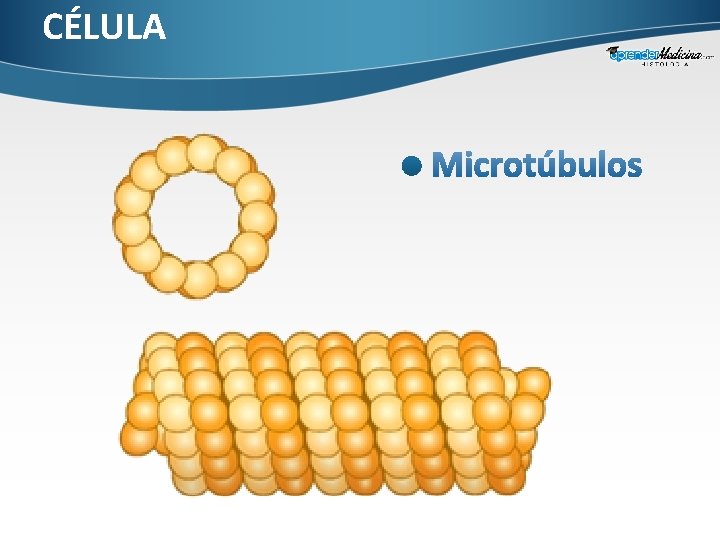 CÉLULA 
