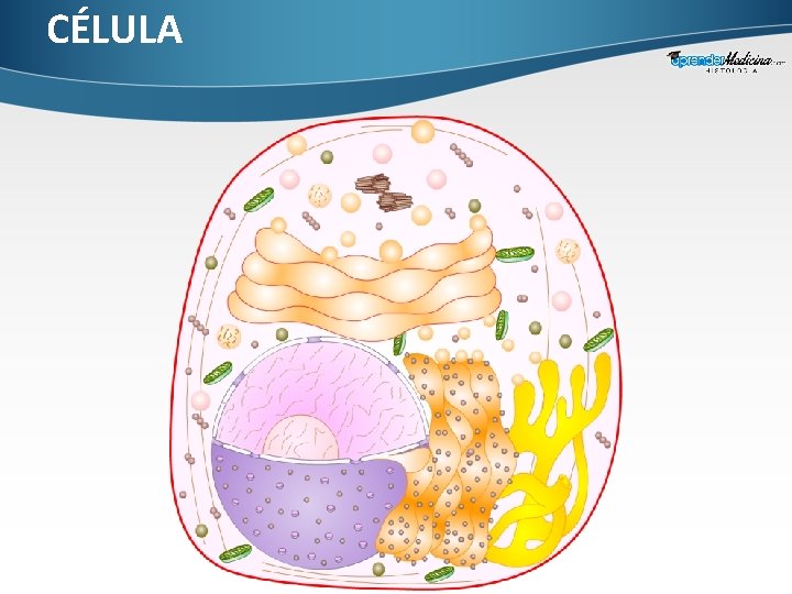 CÉLULA 