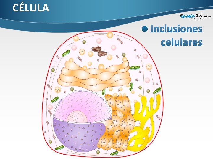 CÉLULA 