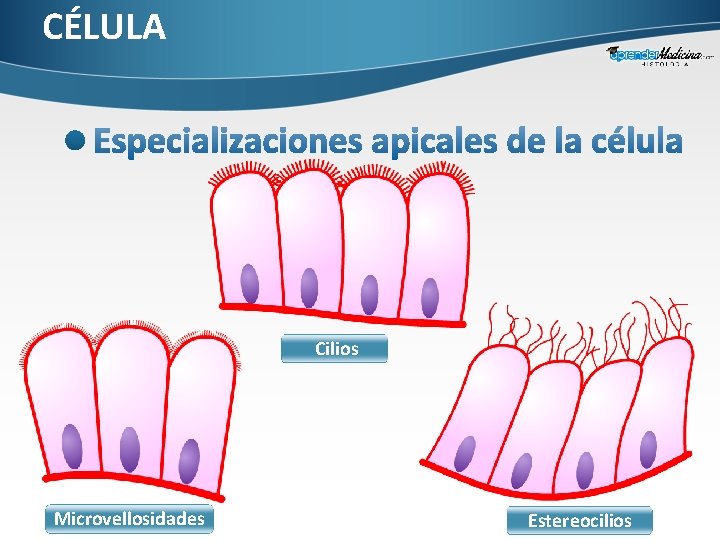 CÉLULA Cilios Microvellosidades Estereocilios 