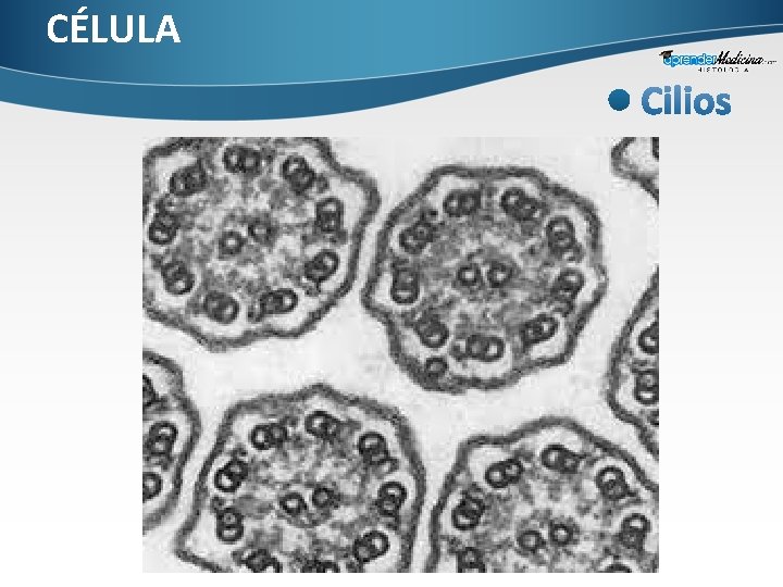 CÉLULA 