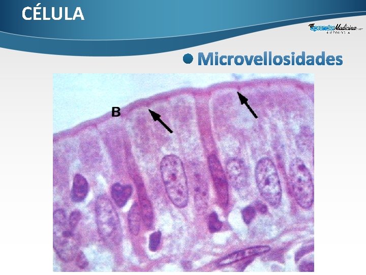 CÉLULA 