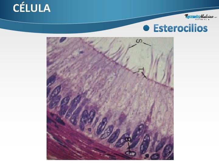 CÉLULA 