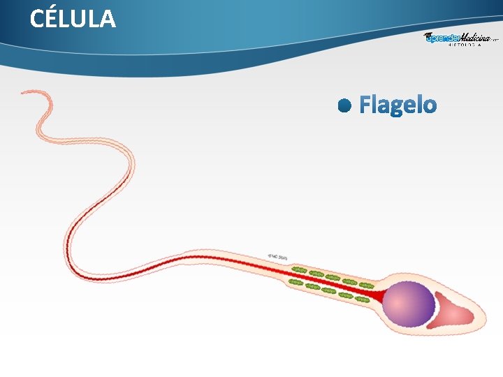 CÉLULA 