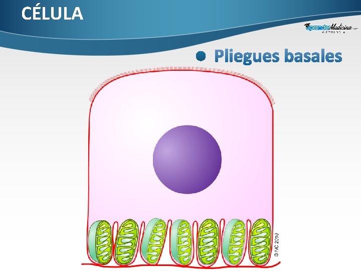 CÉLULA 