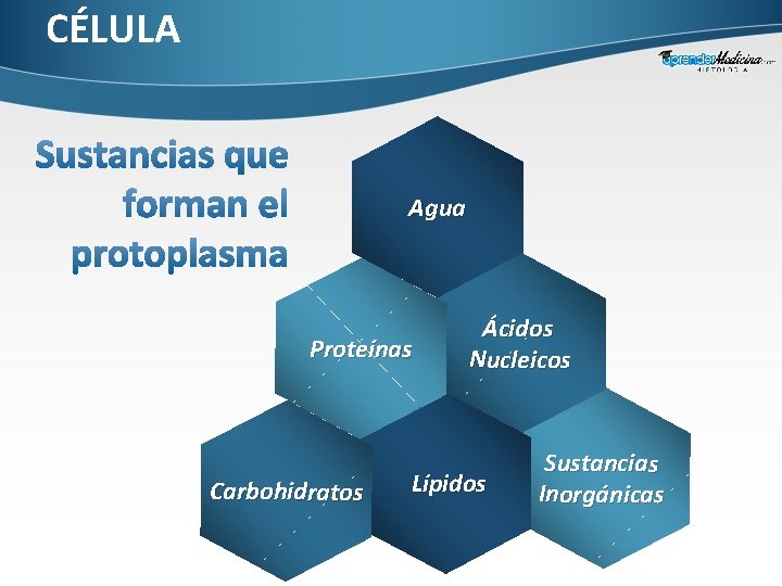 CÉLULA A g ua P ro t e í n a s C a