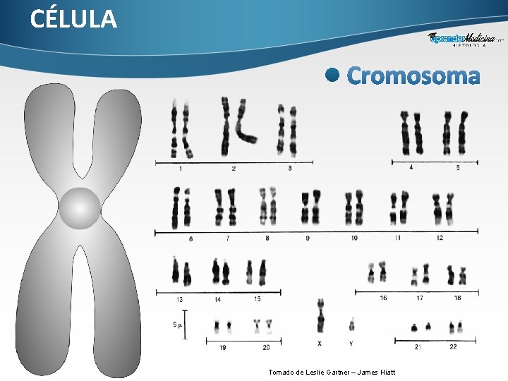 CÉLULA Tomado de Leslie Gartner – James Hiatt 