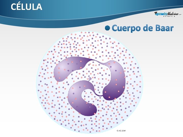 CÉLULA 
