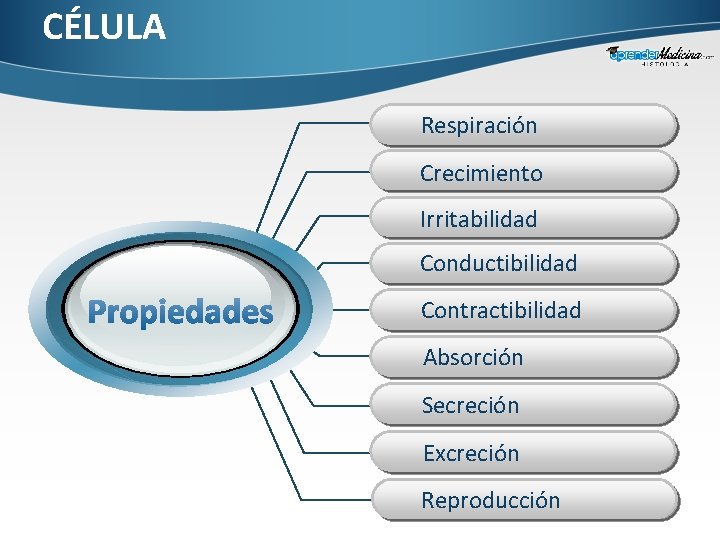 CÉLULA Respiración Crecimiento Irritabilidad Conductibilidad Contractibilidad Absorción Secreción Excreción Reproducción 