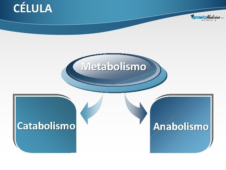 CÉLULA Metabolismo Catabolismo Anabolismo 