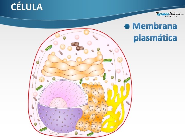 CÉLULA 