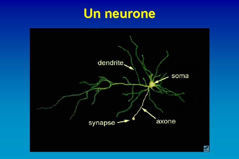 Un neurone 