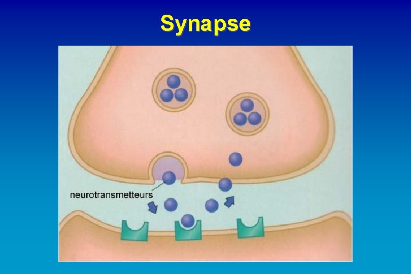 Synapse 