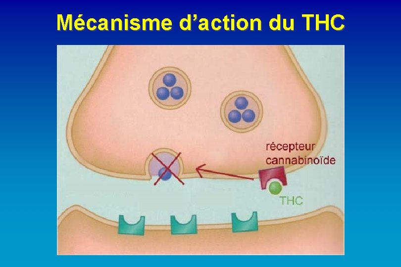 Mécanisme d’action du THC 