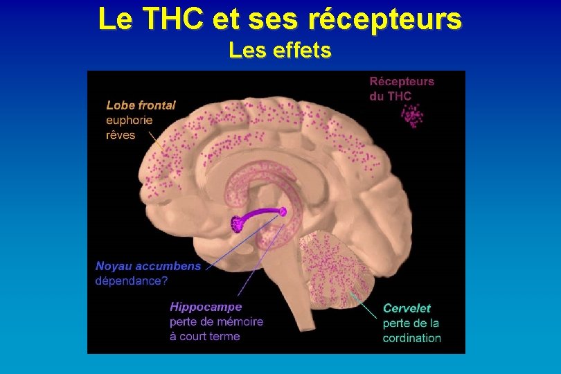 Le THC et ses récepteurs Les effets 