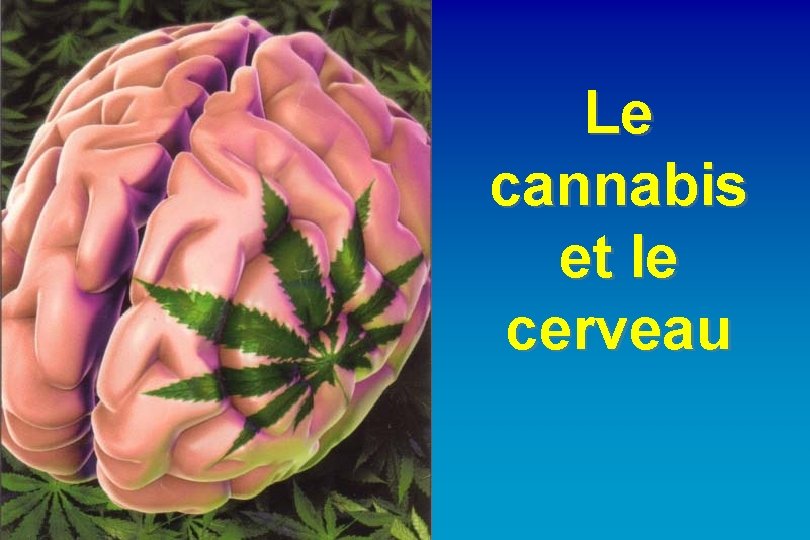 Le cannabis et le cerveau 