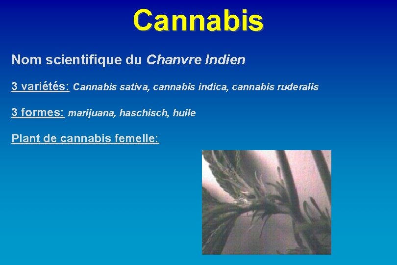 Cannabis Nom scientifique du Chanvre Indien 3 variétés: Cannabis sativa, cannabis indica, cannabis ruderalis