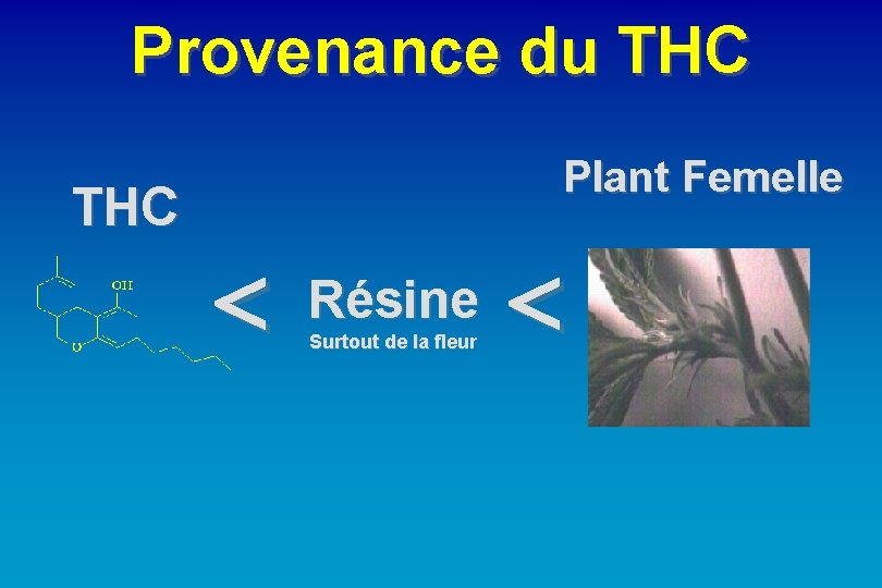 Provenance du THC Plant Femelle Résine Surtout de la fleur 