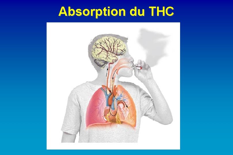 Absorption du THC 