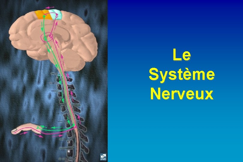 Le Système Nerveux 