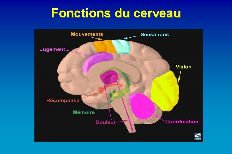 Fonctions du cerveau 